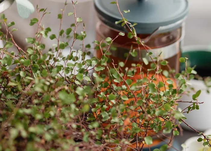 Ts Gold New Town & Free Private Parking Στσέτσιν